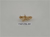 藏品(尺蛾711)的圖片